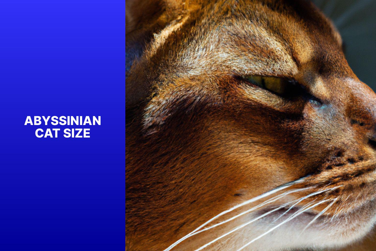 Abyssinian Cat Size - how big do abyssinian cats get 