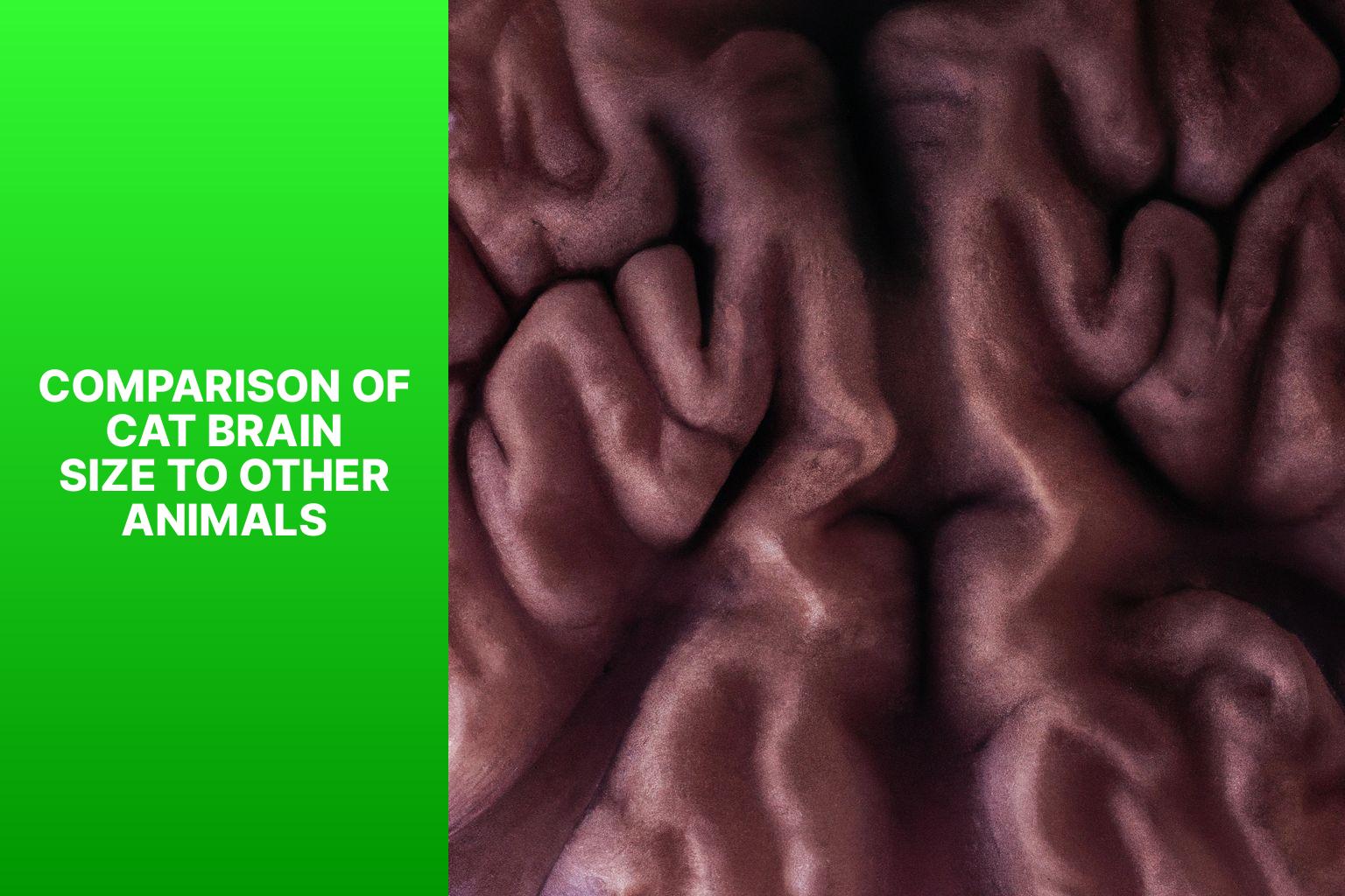 Comparison of Cat Brain Size to Other Animals - how big is a cat brain 