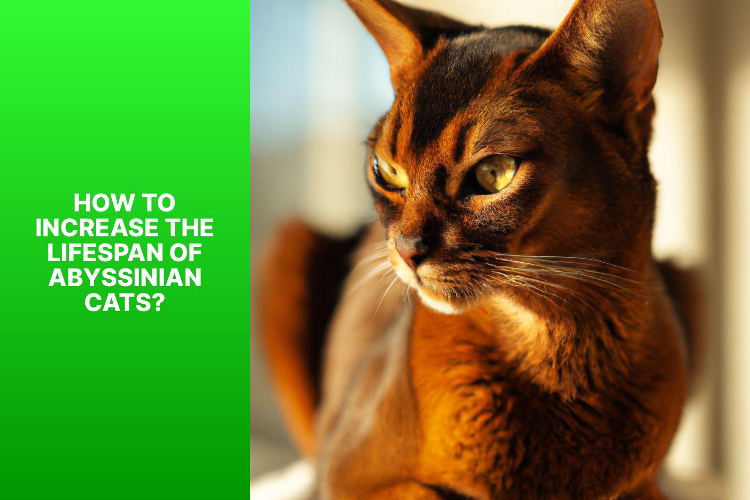 How to Increase the Lifespan of Abyssinian Cats? - how long do abyssinian cats live 