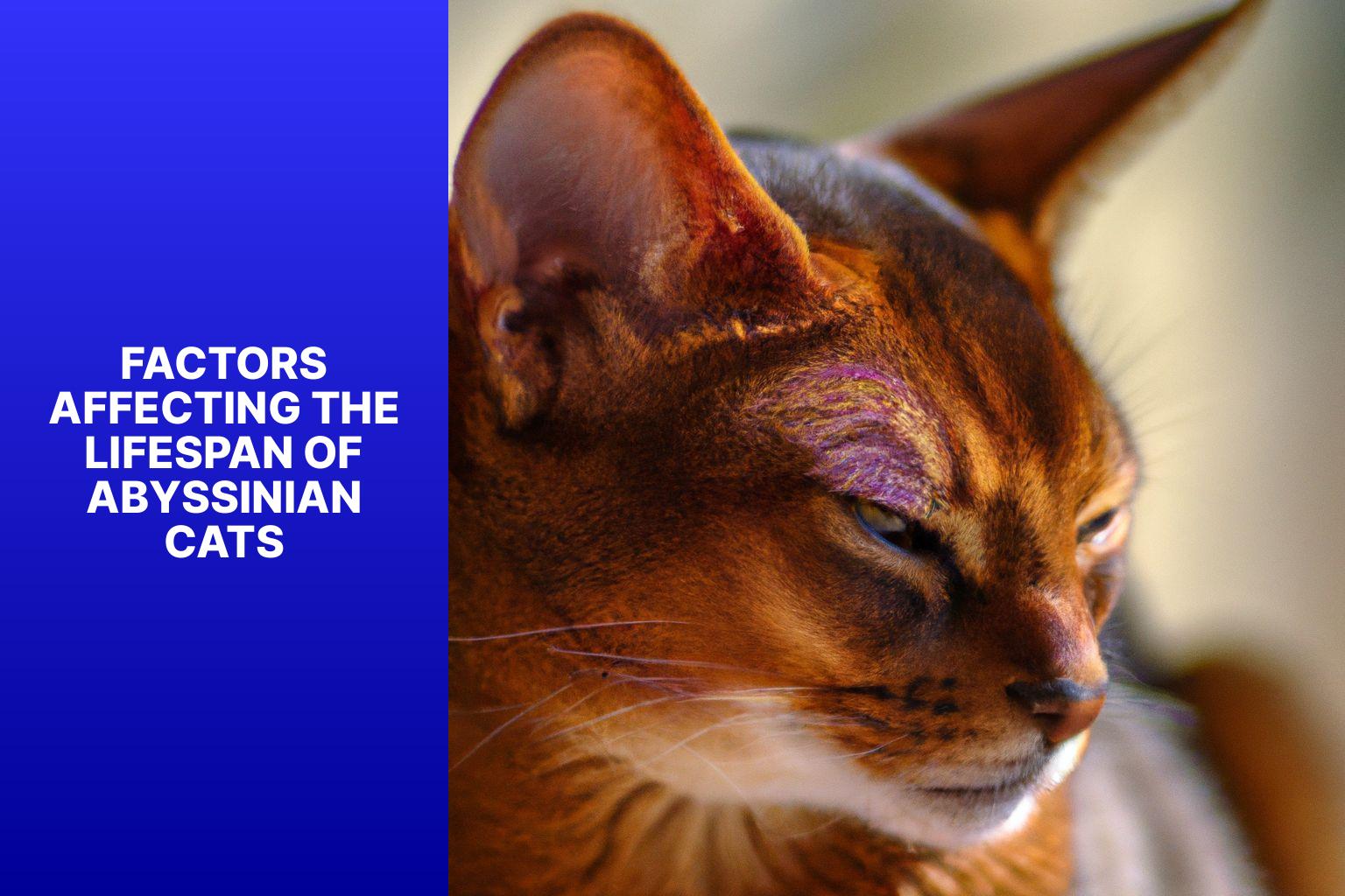 Factors Affecting the Lifespan of Abyssinian Cats - how long do abyssinian cats live 