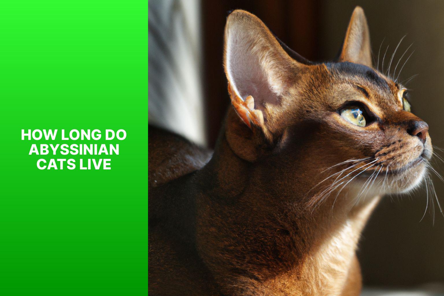 Abyssinian Cat Lifespan