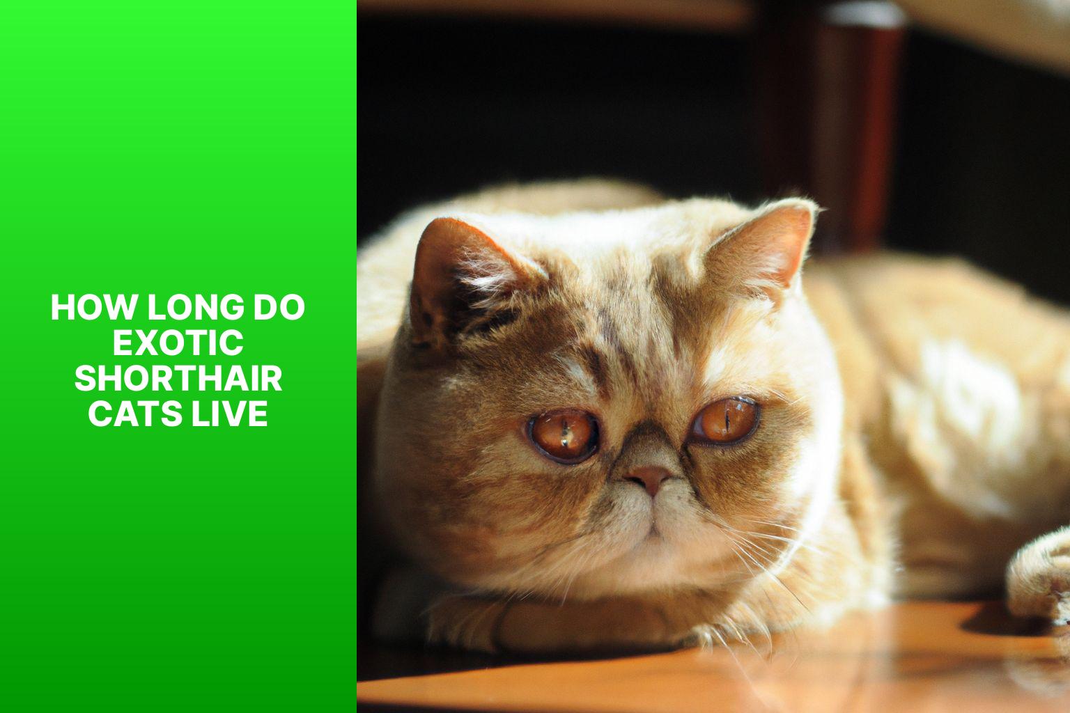 Exotic Shorthair Cat Lifespan
