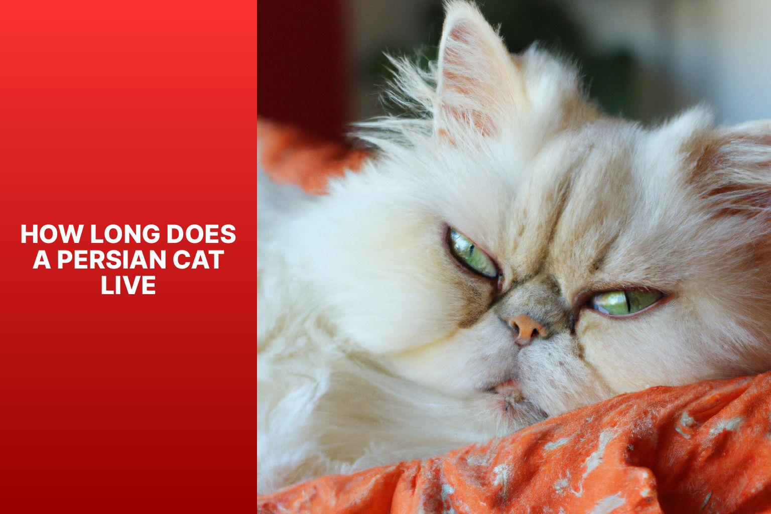 Persian Cat Lifespan