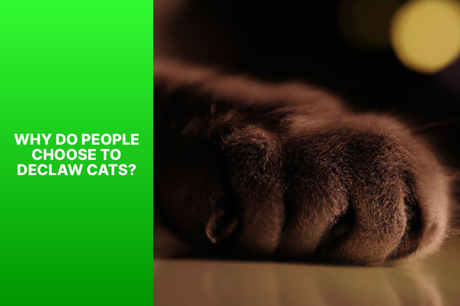 Why Do People Choose to Declaw Cats? - how much does it cost to declaw a cat 
