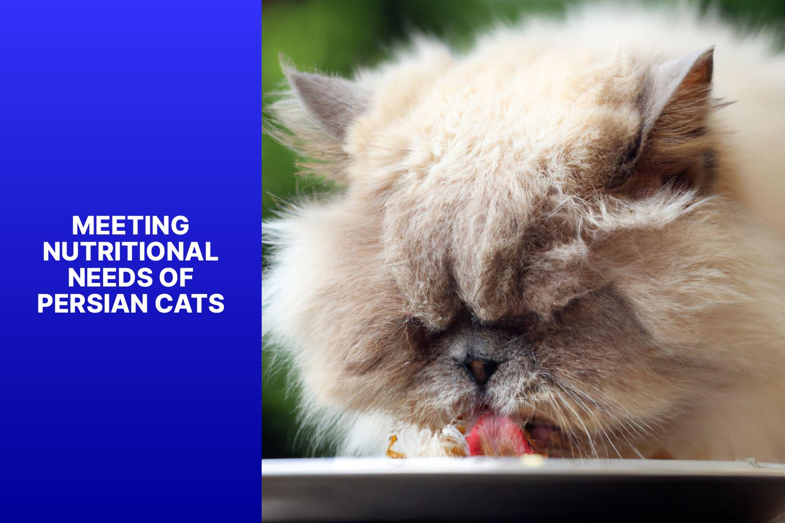 Meeting Nutritional Needs of Persian Cats - how to care for a persian cat 