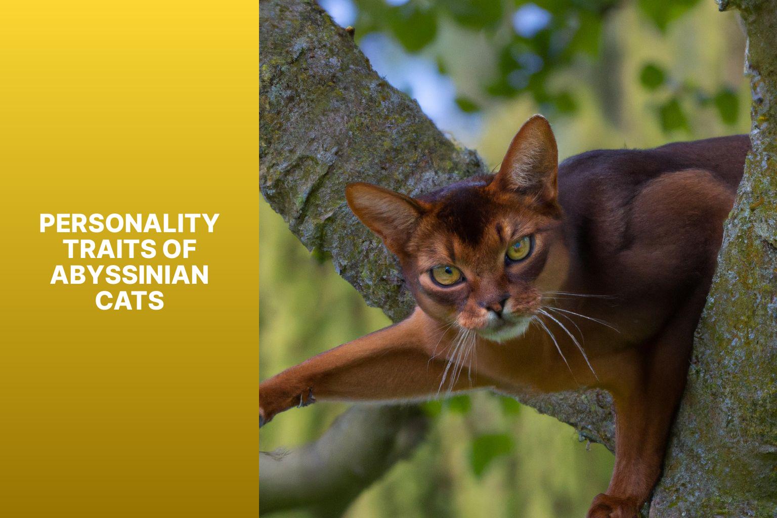 Personality Traits of Abyssinian Cats - what is an abyssinian cat 