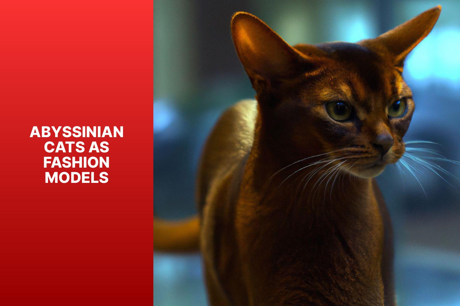Abyssinian Cats as Fashion Models - what is an abyssinian cat 