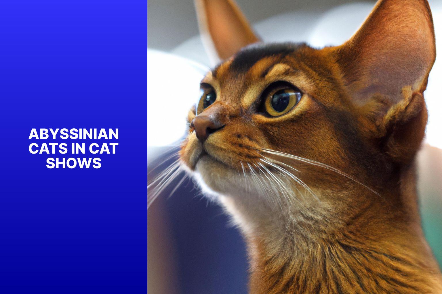 Abyssinian Cats in Cat Shows - what is an abyssinian cat 