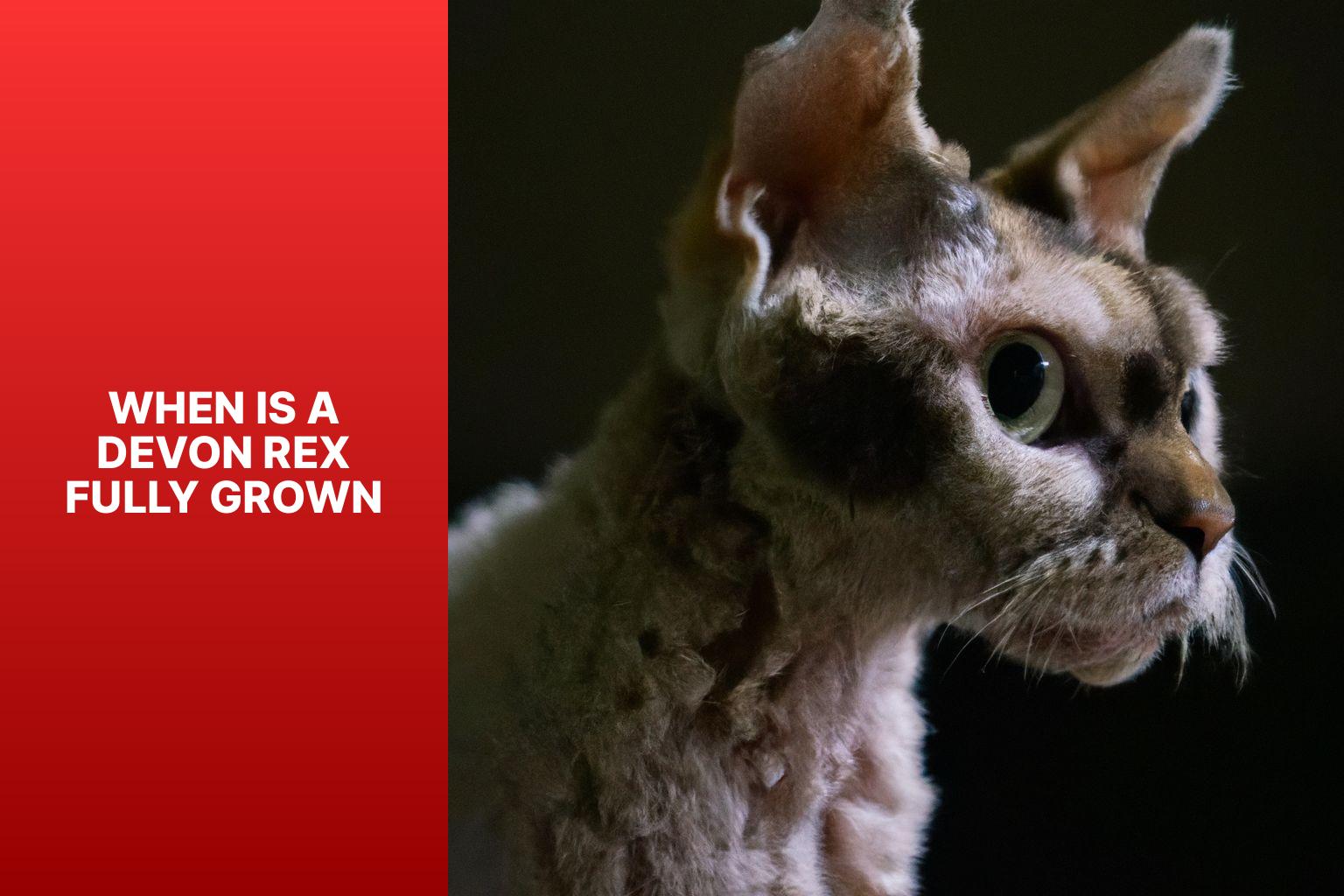 Big American Shorthair Cats