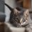 Domestic Shorthair vs European Shorthair: A Feline Face-Off