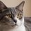 Managing European Shorthair Allergies: My Comprehensive Guide