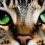 Decoding the European Shorthair Personality: A Cat Lover’s Guide
