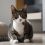 Get to Know the European Shorthair Size: An Overview