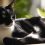 Discovering the Charm of a European Shorthair Tuxedo Cat