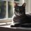 Unveiling the Charm of the Grey Domestic Shorthair Cat