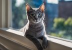 grey domestic shorthair cat