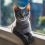 Discover the Charm of the Grey Domestic Shorthair Cat