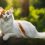 Unveiling the Lifespan: How Long Do Turkish Van Cats Live?