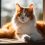 Discover the Charm of an Orange Turkish Van Cat with Me!