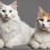 Turkish Angora vs Turkish Van: Purr-fect Feline Comparison Guide