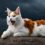 Understanding the Turkish Van: Aggressive or Simply Misunderstood?