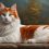 Unveiling the Majestic Turkish Van Size: A Close Look