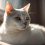 Adore Your Home With a White European Shorthair – Guide