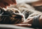 why do cats close their eyes when you pet them