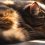 Unraveling the Mystery: Why Do Cats Sleep in a Ball?